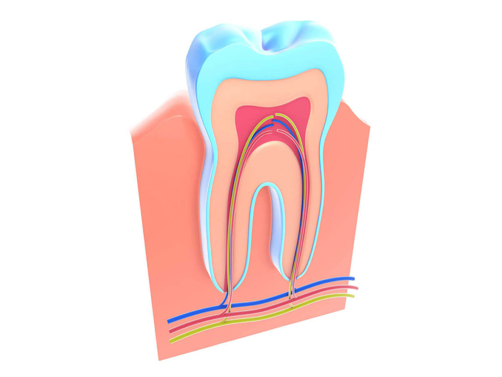 cross section of a tooth